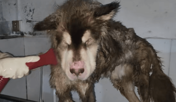 主人拿不出500块钱,身处宠物店的阿拉斯加犬活得还不如一条流浪狗
