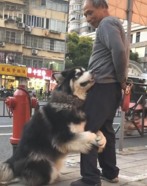 大爷遛猫遛狗太累了要回家,阿拉斯加却紧抱他大腿根部撒娇:我想再玩一会!