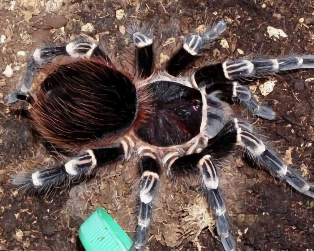 巴西白膝头身份信息