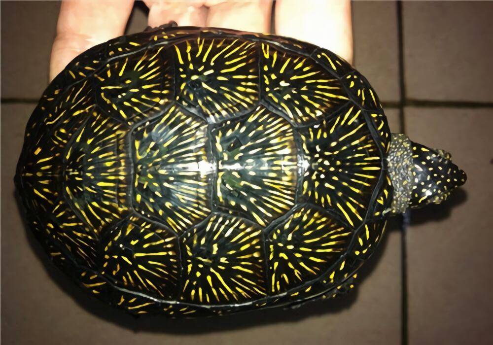 欧洲泽龟身份信息