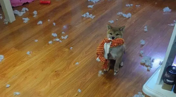 柴犬坐车出来玩晕车了,下车刚缓过劲来,一抬头看到镜子里的自己