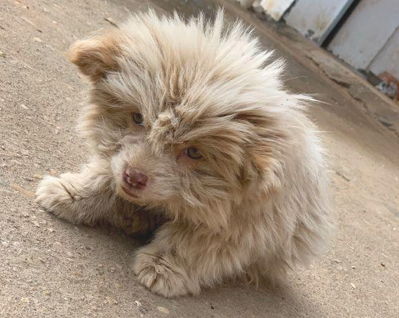 外出一不小心撞倒只流浪犬,殊不知狗狗趴土里不起來,女生走进后乐了