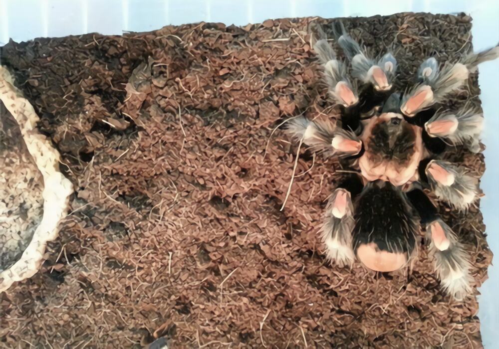 墨西哥火膝头身份信息