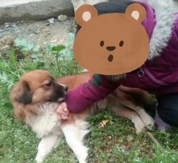 娘家6岁土狗徒步10公里探望出嫁小主人:不放心,突击检查