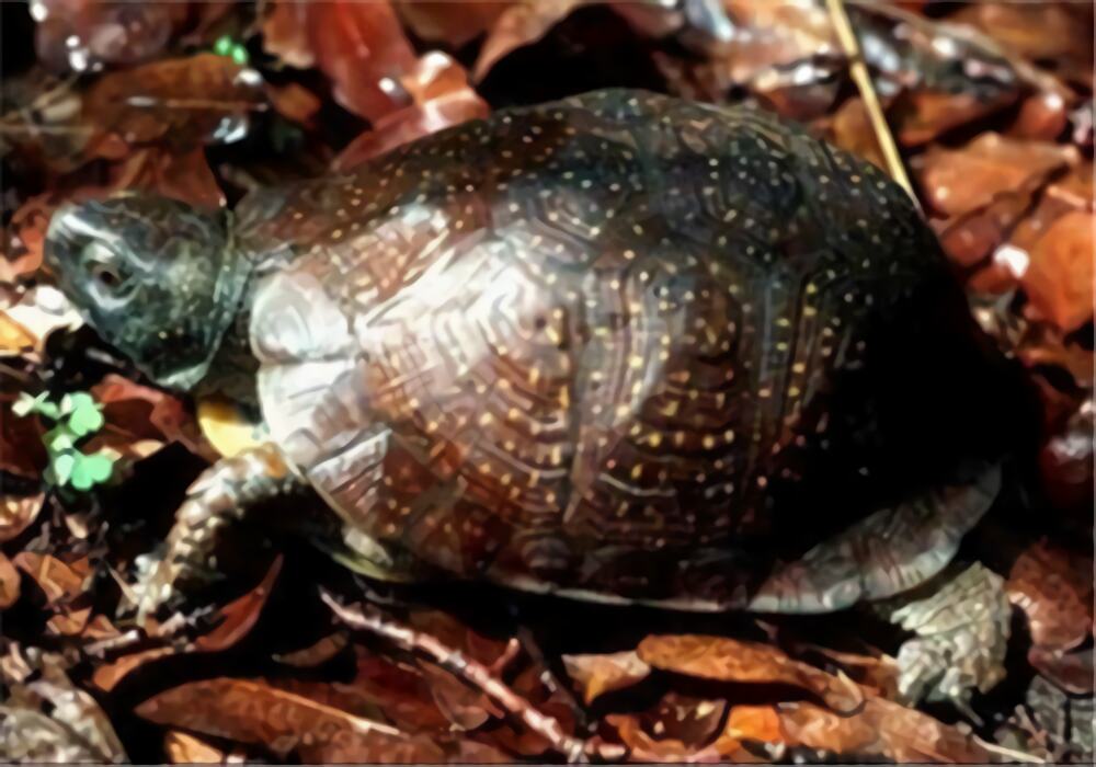 斑点箱龟身份信息
