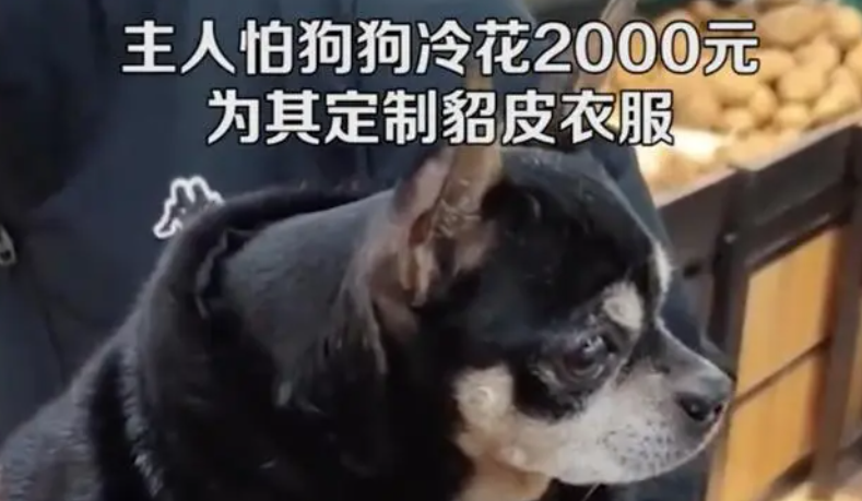 男子花2000元为狗定制貂皮衣,网友:人不如狗