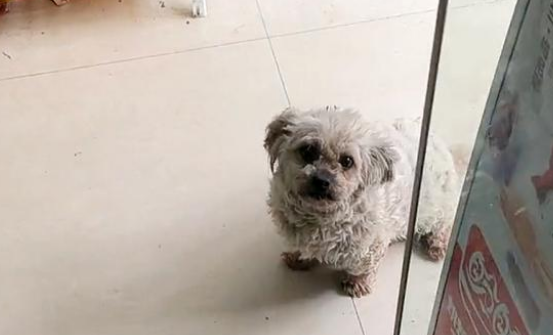 脏兮兮的流浪比熊犬,为食物极力讨好人类,跟踪后发现它竟然有家