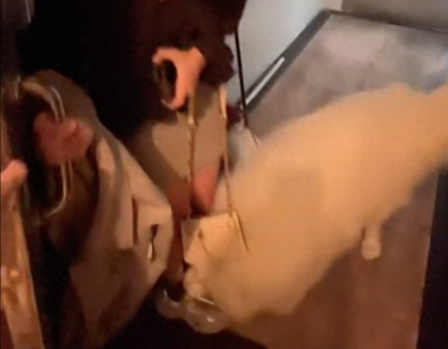 怕狗的朋友来家里做客,萨摩耶使劲往她身子上蹭
