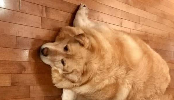 肥胖就是过错?狗狗因超重被讨厌后,竟努力成功减肥80斤