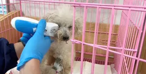 主人离世狗狗被抛弃,获救还是选择放弃