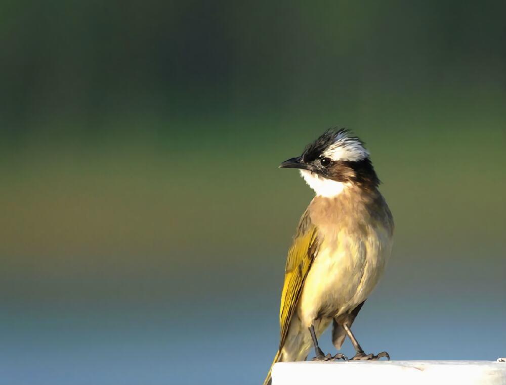 白头鹎身份信息