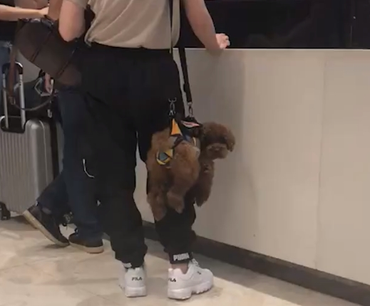 主人把小狗吊在空中,过路人陆续夸赞做的好,狗:我不要脸面的吗