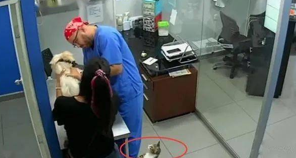 主人家带小狗去接种疫苗,猫咪认为狗哥被欺负,立即怀着医生咬