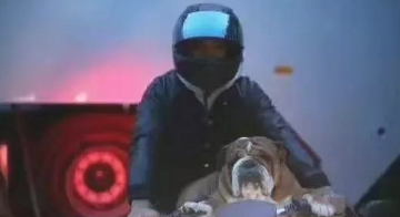 海外斗牛犬常见名Top10,你的小宠物被训话了没有?