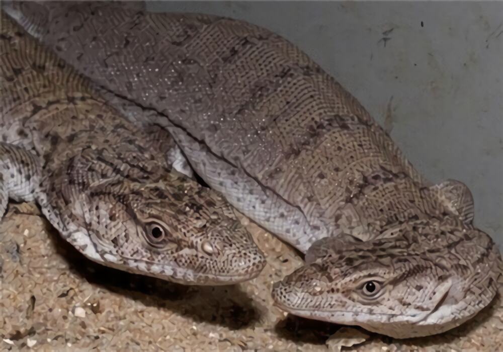 相思树巨蜥身份信息