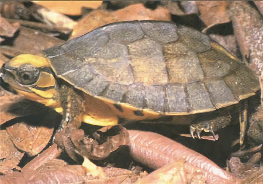 云南闭壳龟身份信息