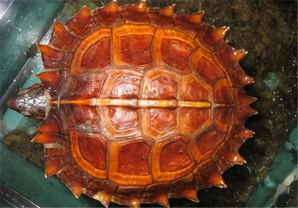 刺山龟身份信息