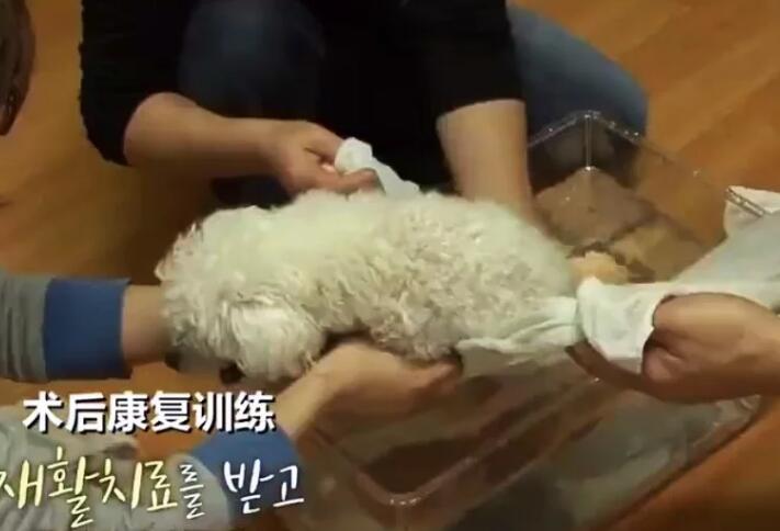 狗狗突然后肢瘫痪,坚持爬到门口迎接主人,检查令人无奈