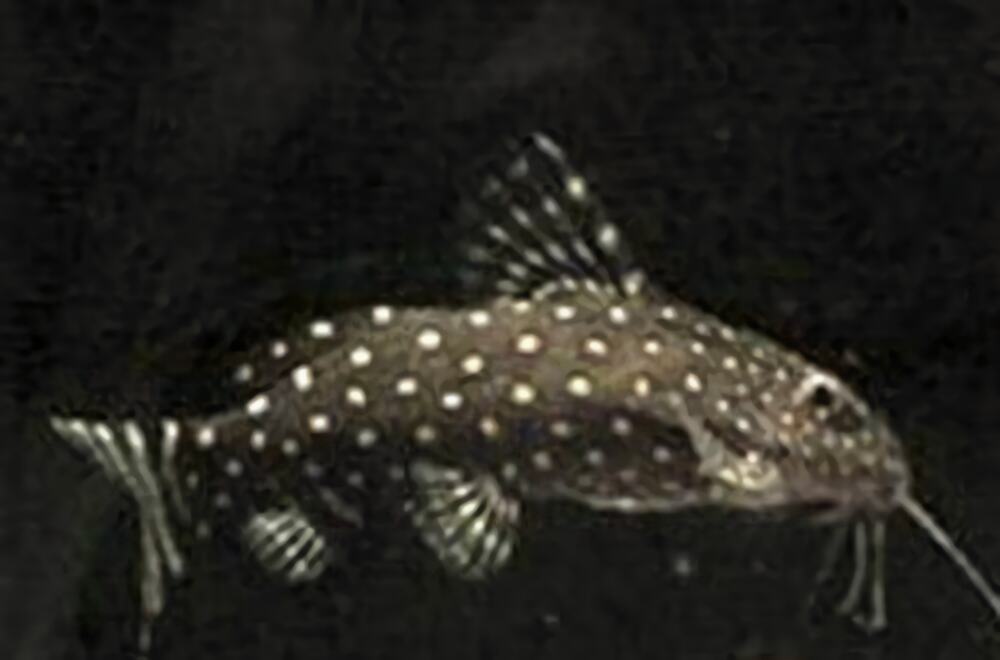 仙女鲶身份信息