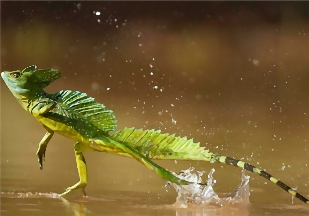 双冠蜥身份信息