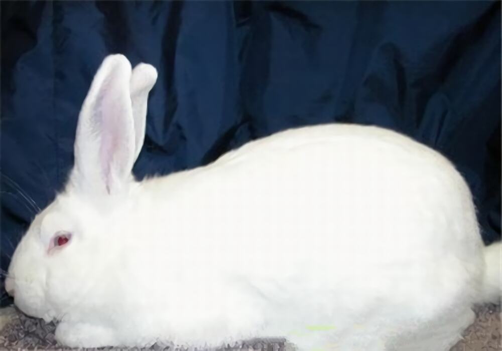 比华伦兔身份信息