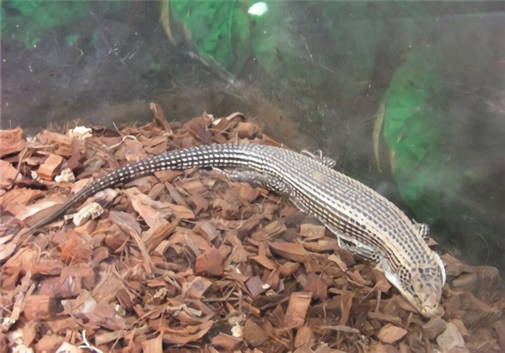 盾甲蜥身份信息