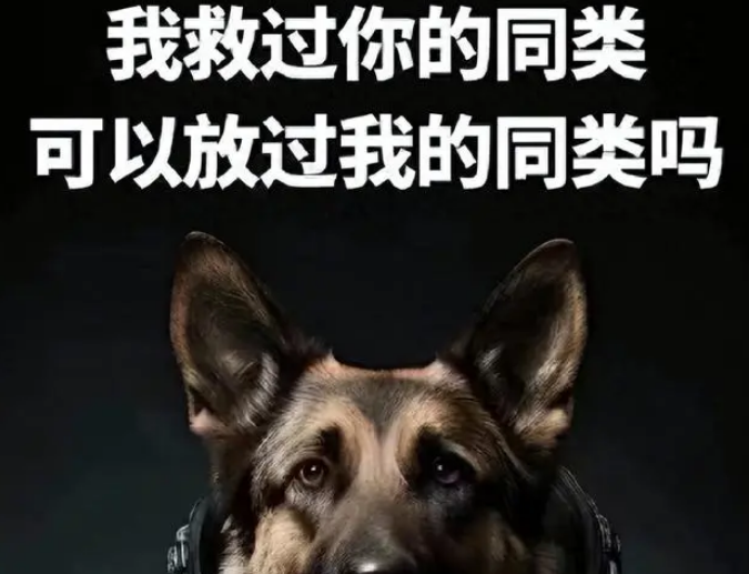 明星们为何只关心流浪狗，却忽视被咬伤的小女孩？引发舆论争议