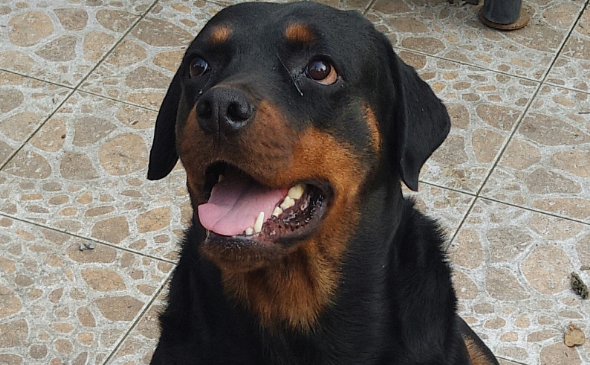 规范养犬,多地在行动!这地规定出门不拴绳,一律捕捉!