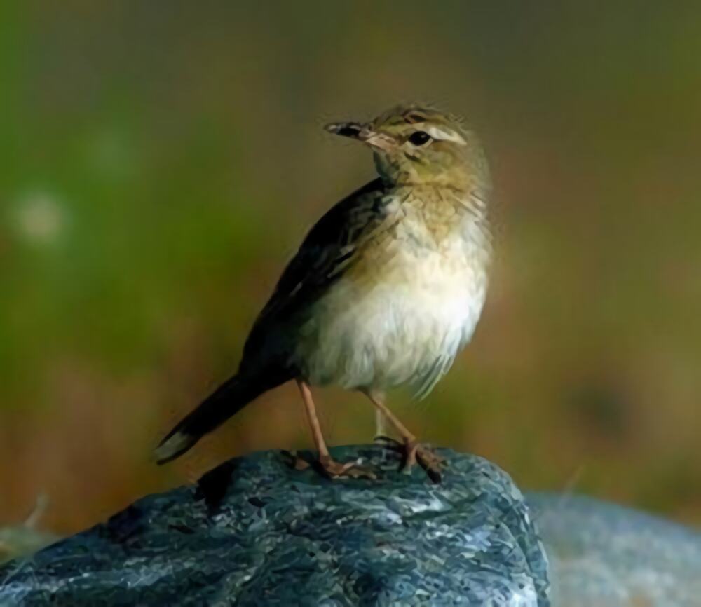 百灵鸟身份信息