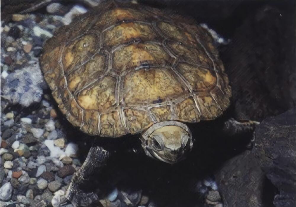 日本石龟身份信息