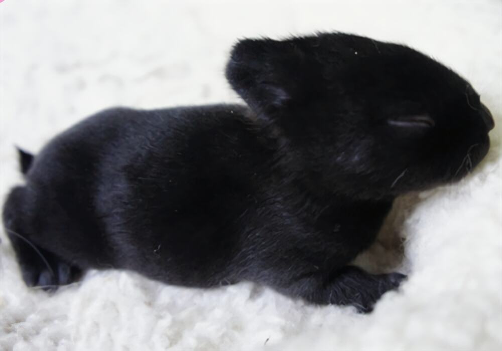 哈瓦那兔身份信息