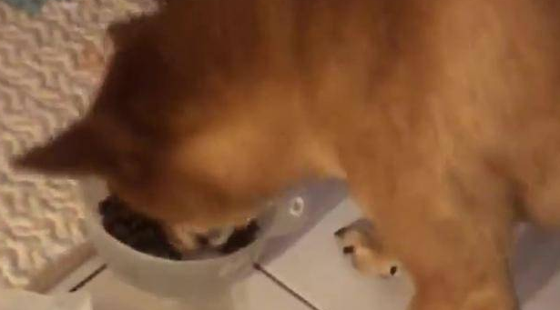 狗狗吃一口饭都要回头找主人,前主人真的伤它太深