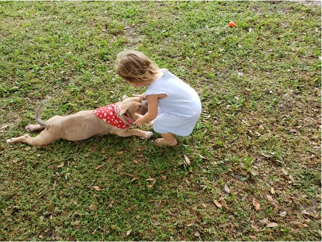 比特犬将要被安乐,却被2岁女孩救了回来:妈妈,我就选这只汪了