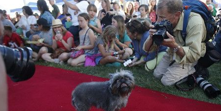 世界最丑狗比赛在美加州举行 各款狗狗比拼“天然丑”