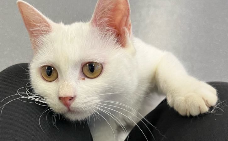 中国首支猫传腹mRNA疫苗进入临床试验，未来可期！