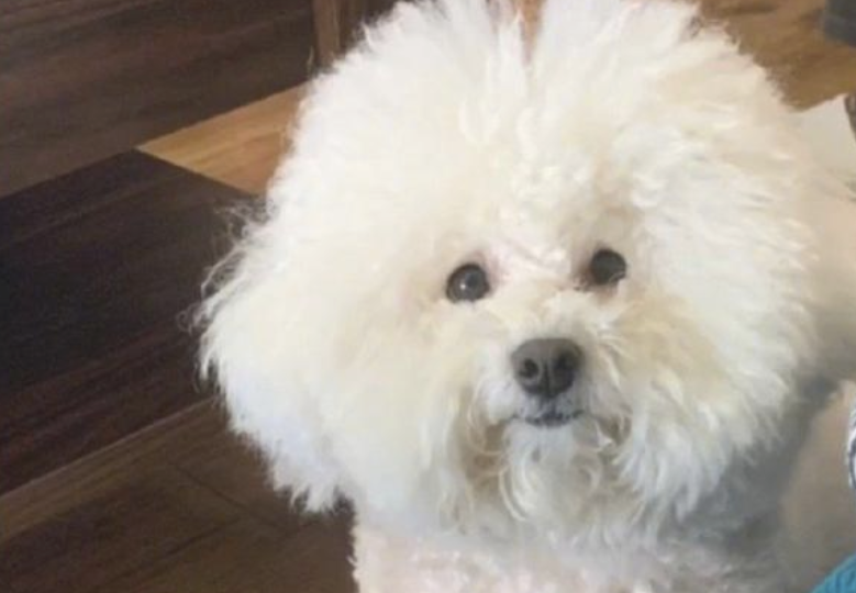 狗狗寄养宠物在宠物店一周后,乳白色的毛变成了深灰色,它是去煤碳厂了没有