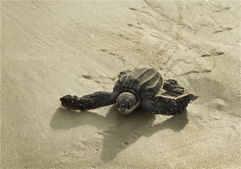 棱皮龟身份信息