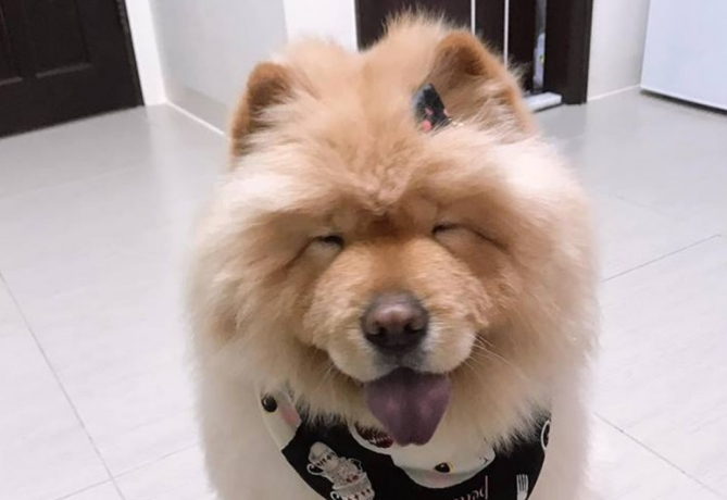 松狮犬太肥被取笑，冼澡后1秒破谣传，下场好尷尬！