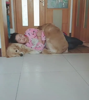 主子躺在金毛狗狗的身上睡过去了，当金毛狗狗走回来，下一秒的姿势太贴心！