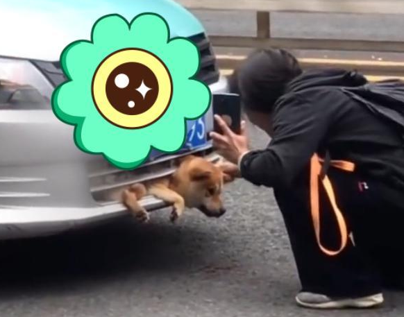 云南:宠物狗被撞进汽车保险杠,主人难受痛哭