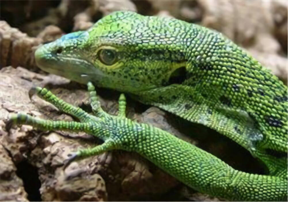 翡翠蜥身份信息