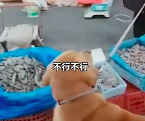 狗狗在虾摊上尿尿,老板要求主人买下价值1千8的虾,双方争执不下