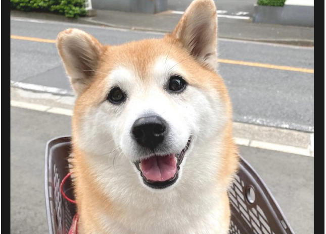 当狗狗获知到医院后,刚刚还乐滋滋的小表情,立刻就变成了苦瓜脸!