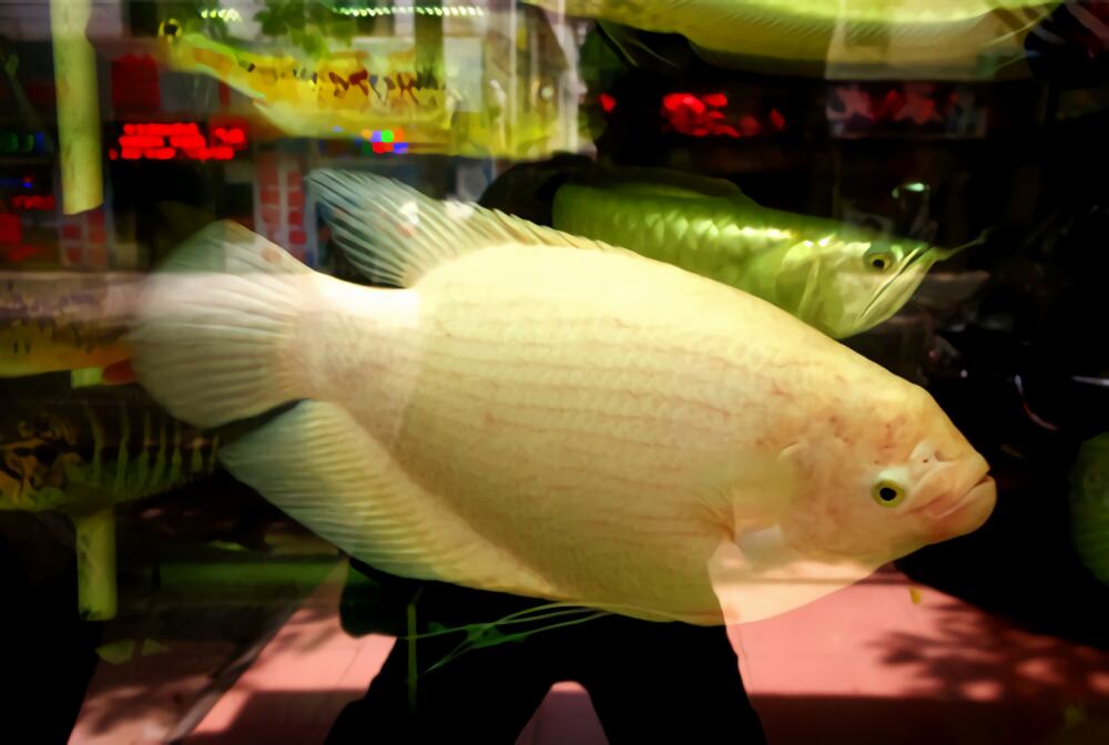 招财鱼身份信息