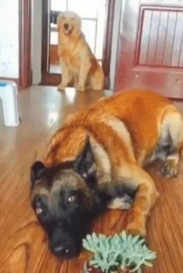 金毛狗狗听到主人说要宰了马犬,金毛狗狗冲入餐厅厨房拿刀,马犬一瞬间愣住