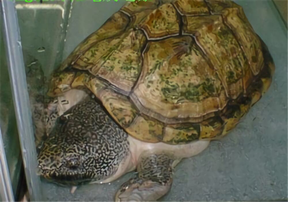 三弦巨型鹰嘴泥龟身份信息