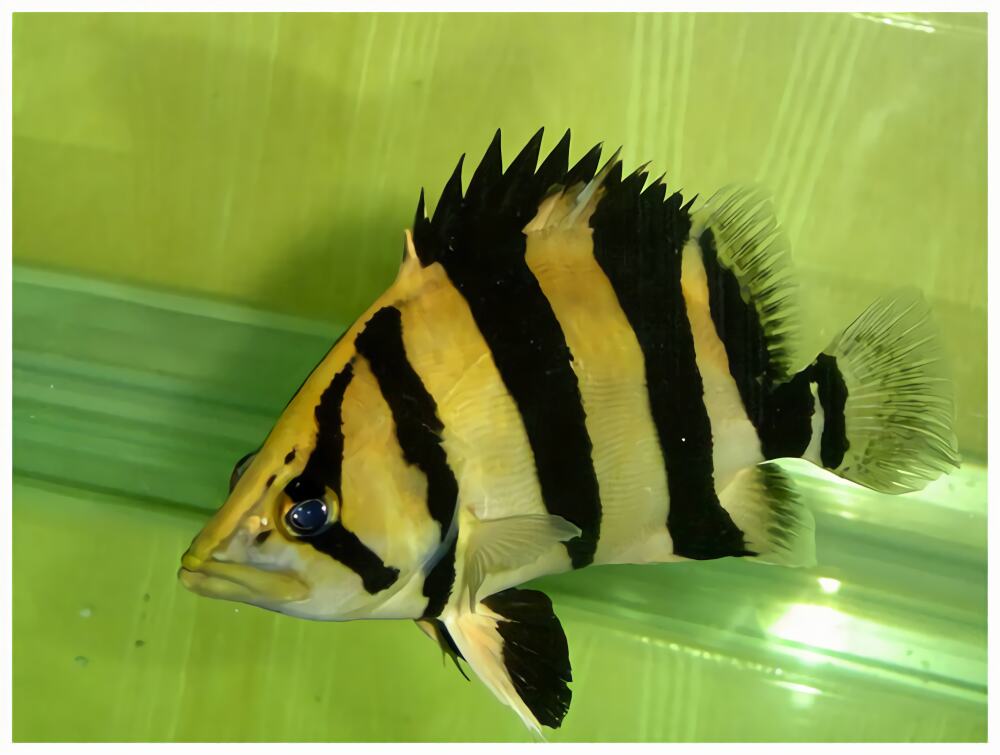 泰国虎身份信息