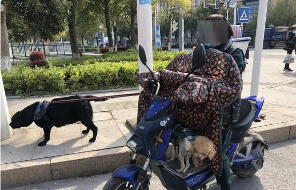 为了给宠物犬减肥 女子让狗拉电动车