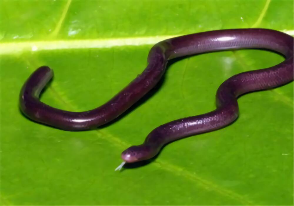 钩盲蛇身份信息