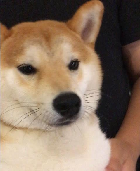 铲屎官给柴犬剪指甲, 没想到, 一时失手, 柴眼里都是泪花, 心疼死了